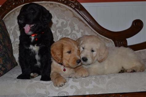 goldendoodle for sale las vegas|goldendoodle puppies for sale.